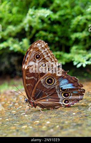 Papillon Bleu Morpho Peleides (dessous) - Morpho peleides Banque D'Images