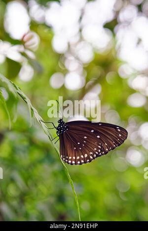 Papillon à sourcils - Euploea sp. Banque D'Images