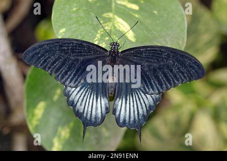 Papillon à queue d'allowtail asiatique (mâle) - Papilio lowi Banque D'Images