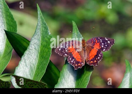 Papillon de paon brun - Anartia amathea Banque D'Images