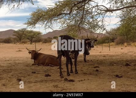 Le bétail de longhorn africain dans une enceinte sur une ferme en Namibie Banque D'Images