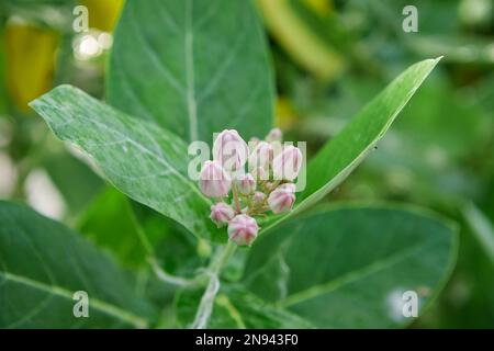 Fleur de couronne pourpre ou lamilkaded indien géant avec des gouttes de rosée ou un arbre de millepertuis géant Banque D'Images