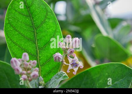 Fleur de couronne pourpre ou lamilkaded indien géant avec des gouttes de rosée ou un arbre de millepertuis géant Banque D'Images