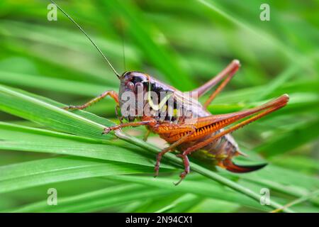 Macro gros plan d'une sauterelle femelle avec ovipositor qui se trouve sur les feuilles vertes, détail Banque D'Images