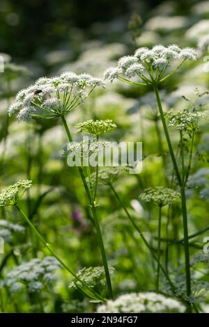 Une vue d'une prairie à fleurs blanches d'Aegopodium podagraria L. de la famille des apiales, communément appelé aîné de terre, herbage, évêque, herbe, Banque D'Images