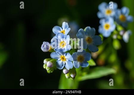 Véritable oublier-me-pas ou eau oublier-moi-pas Myosotis scorpioides floraison au bord du lac. Bourgeons et fleurs sauvages bleues sur fond naturel. Flux non focalisé Banque D'Images