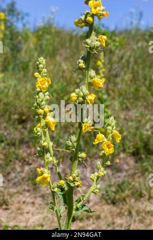 Verbascum speciosum jaune fleurs veuves abeilles pollinisation. jour d'été. Banque D'Images