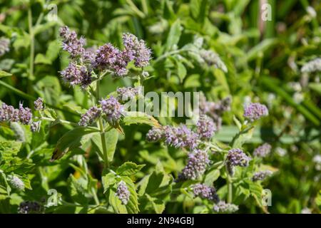 Dans la menthe sauvage pousse long-leaved Mentha longifolia. Banque D'Images