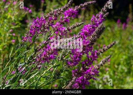 Lythrum salicaria fleurs roses, salicaire pourpre, salicaire à pointes, lythrum pourpre sur prairie verte. Banque D'Images