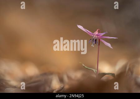 Erythronium dens-canis, violet-dent-chien, violet-dent-chien, famille des nénuphars, Liliaceae, Floraison en blanc, rose, fleur lilas au printemps, Europe Banque D'Images