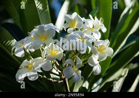 Fleurs blanches de la plumeria rubra. Fleur de frangipani. Semboja Plumeria est un groupe de plantes du genre Plumeria. Fleur tropicale. Banque D'Images