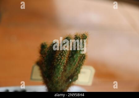 Jardin Cactus photo Banque D'Images