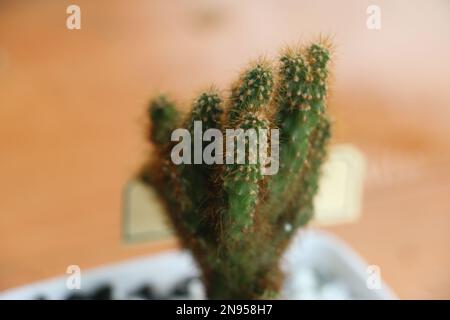 Jardin Cactus photo Banque D'Images