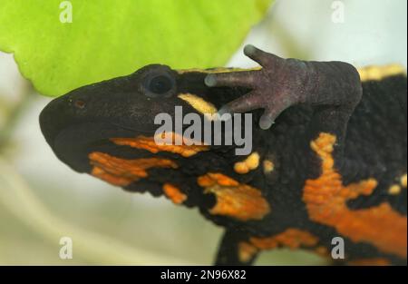 Gros plan sur un adulte aquatique coloré de Paramesotriton laoensis, un nouveau-lieu de guerre laoensis en voie de disparition au Laos Banque D'Images