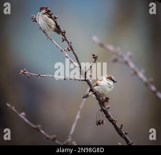 Deux rangées de maisons (Passer domesticus) Banque D'Images