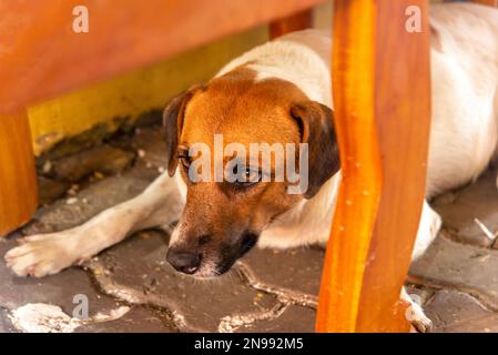 Chien abandonné sur le trottoir d'une foire. Salvador, Bahia. Banque D'Images