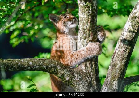 Lynx eurasien (lynx) escalade d'un arbre, jeune, captif, Rhodes, département de la Moselle, Lorraine, France Banque D'Images