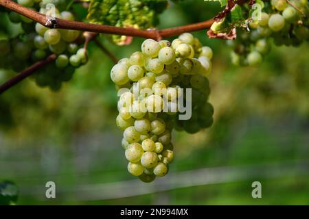 Riesling raisin sur une vigne bientôt en avant de la récolte, près de Durbach, Ortenaukreis, Forêt Noire, Bade-Wurtemberg, Allemagne Banque D'Images