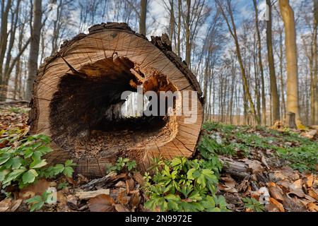 Tronc d'arbre creux dans la forêt Banque D'Images