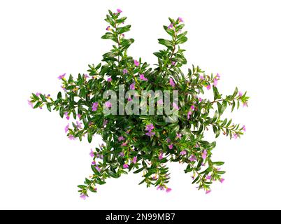 directement au-dessus de la vue de la plante en pot en fleurs isolée sur fond blanc Banque D'Images