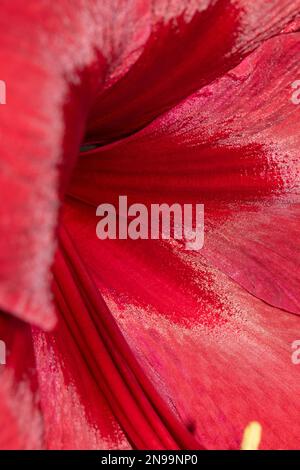 Une belle fleur rouge Amaryllis gros plan de pétales Banque D'Images