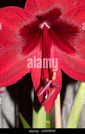 Une belle fleur rouge Amaryllis gros plan de pétales Banque D'Images