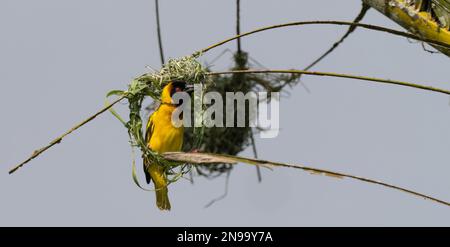 Un oiseau de castor masqué du Sud (Ploceus velatus) dans le processus de construction d'un nid. Ouganda. Banque D'Images