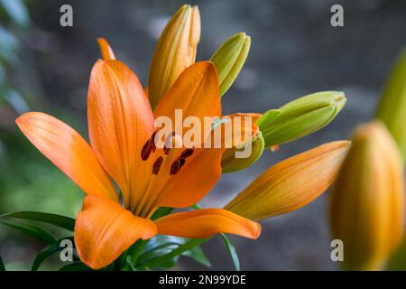 Gros plan de lilies tigrées d'orange fleurissant dans un jardin au pays de Galles, au Royaume-Uni Banque D'Images