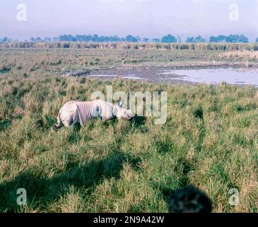 Grand Indien Rhinoceros (Rhinoceros unicornis) dans le parc national de Kazirznga, Assam, Inde, Asie Banque D'Images
