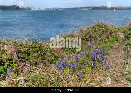 Les cloches fleurissent au printemps le long de la côte à Pendennis point Près de Falmouth Banque D'Images