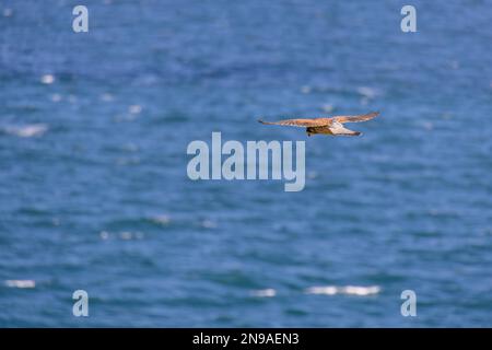 Kestrel (Falco tinnunculus) Planant sur des falaises à Porthgwidden à la recherche de proies Banque D'Images