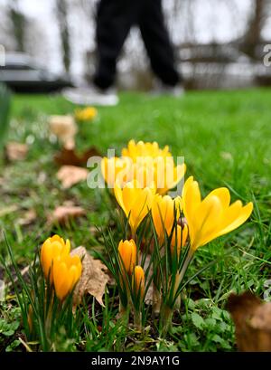 Cologne, Allemagne. 12th févr. 2023. Le crocus sauvage fleurit sur le bord d'une prairie. Selon les météorologues, les températures devraient augmenter considérablement la semaine prochaine. Credit: Roberto Pfeil/dpa/Alay Live News Banque D'Images