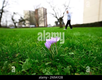 Cologne, Allemagne. 12th févr. 2023. Le crocus sauvage fleurit sur le bord d'une prairie. Selon les météorologues, les températures devraient augmenter considérablement la semaine prochaine. Credit: Roberto Pfeil/dpa/Alay Live News Banque D'Images