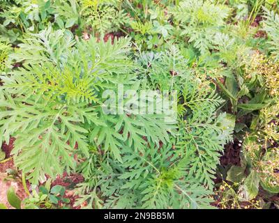 Herbe à poux commune américaine. Les jeunes buissons n'ont pas encore fait de fleurs d'ambrosie. Plante dangereuse, arbustes Ambrosia qui provoque des réactions allergiques, rhinocéros allergiques Banque D'Images