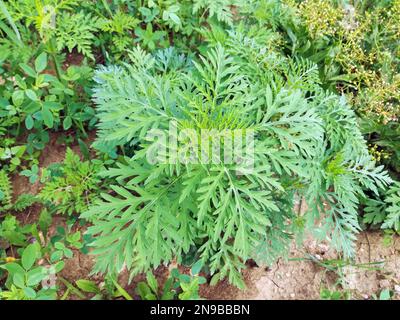 Herbe à poux commune américaine. Les jeunes buissons n'ont pas encore fait de fleurs d'ambrosie. Plante dangereuse, arbustes Ambrosia qui provoque des réactions allergiques, rhinocéros allergiques Banque D'Images