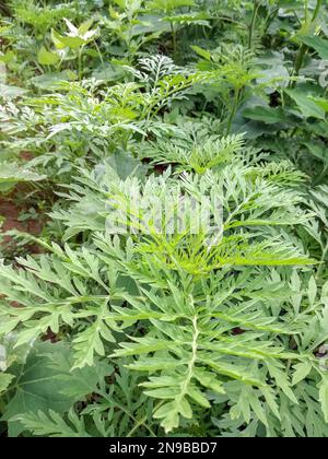 Herbe à poux commune américaine. Les jeunes buissons n'ont pas encore fait de fleurs d'ambrosie. Plante dangereuse, arbustes Ambrosia qui provoque des réactions allergiques, rhinocéros allergiques Banque D'Images