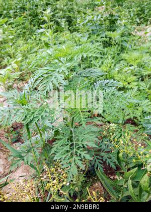 Herbe à poux commune américaine. Les jeunes buissons n'ont pas encore fait de fleurs d'ambrosie. Plante dangereuse, arbustes Ambrosia qui provoque des réactions allergiques, rhinocéros allergiques Banque D'Images