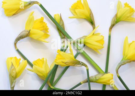 Den Helder, pays-Bas. Février 2023. Jonquilles jaunes sur fond noir. Photo de haute qualité Banque D'Images