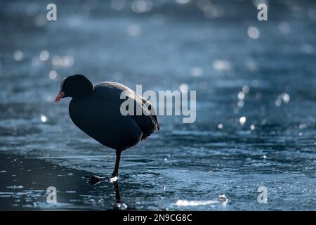 Moorhens sur la glace couvrant un lac urbain en hiver Banque D'Images