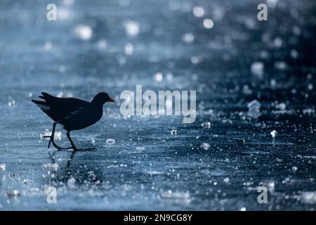 Moorhens sur la glace couvrant un lac urbain en hiver Banque D'Images