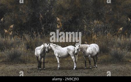 Trois chevaux blancs Camargue se tenant côte à côte, style sépia d'époque rêveur, horizontal Banque D'Images