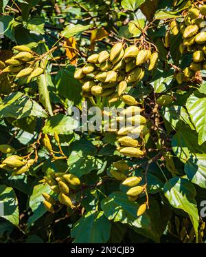Achiote, ou annato, un épice et colorant extrait des graines dans les gousses de l'arbuste à feuilles persistantes Bixa orellana Banque D'Images