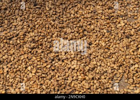 les grains de café sèchent au soleil avant d'être torréfiés Banque D'Images