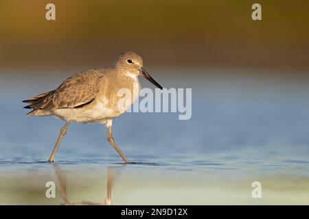 willet (Tringa semipalmata) se reposant et se fourragent dans les vasières de l'île South Padre du Texas. Banque D'Images