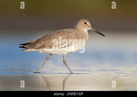 willet (Tringa semipalmata) se reposant et se fourragent dans les vasières de l'île South Padre du Texas. Banque D'Images