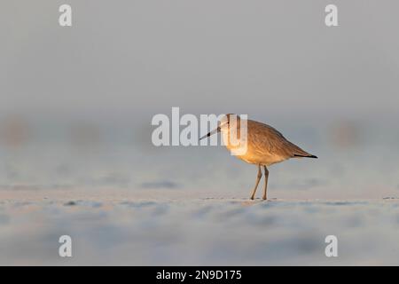 willet (Tringa semipalmata) se reposant et se fourragent dans les vasières de l'île South Padre du Texas. Banque D'Images