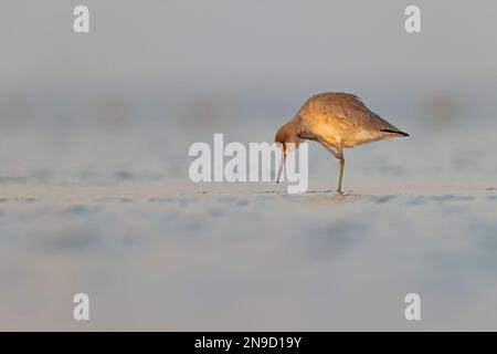 willet (Tringa semipalmata) se reposant et se fourragent dans les vasières de l'île South Padre du Texas. Banque D'Images