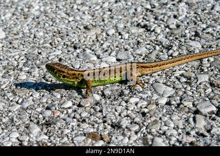 Sand lizard (Lacerta agilis) Banque D'Images