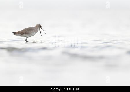 willet (Tringa semipalmata) se reposant et se fourragent dans les vasières de l'île South Padre du Texas. Banque D'Images