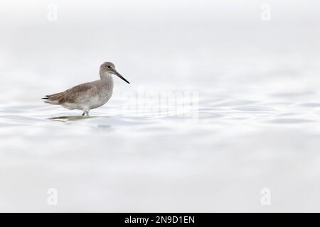 willet (Tringa semipalmata) se reposant et se fourragent dans les vasières de l'île South Padre du Texas. Banque D'Images